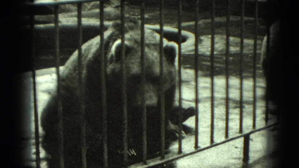A bear stands partly turned behind vertical cage bars in 1975 8mm home-movie footage from Middletown, Pennsylvania.