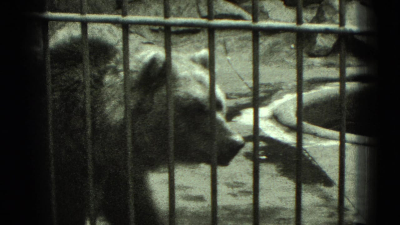 The bear turns in profile behind metal bars, with a shallow basin visible inside the enclosure.