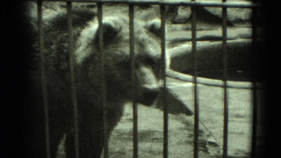 A closer 8mm frame shows the bear facing toward the camera from behind vertical enclosure bars.