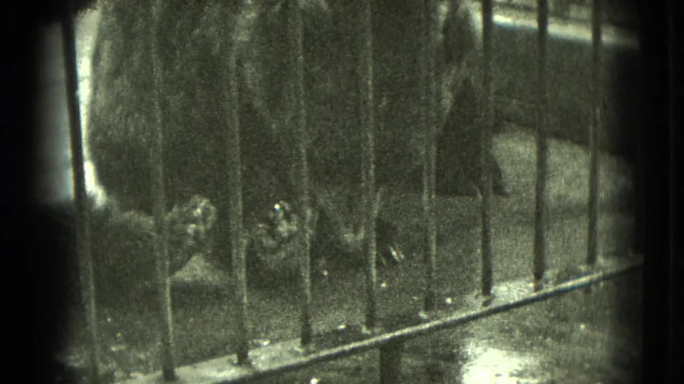 A close, shadowed frame shows the bear's body and paws behind metal cage bars in the enclosure.