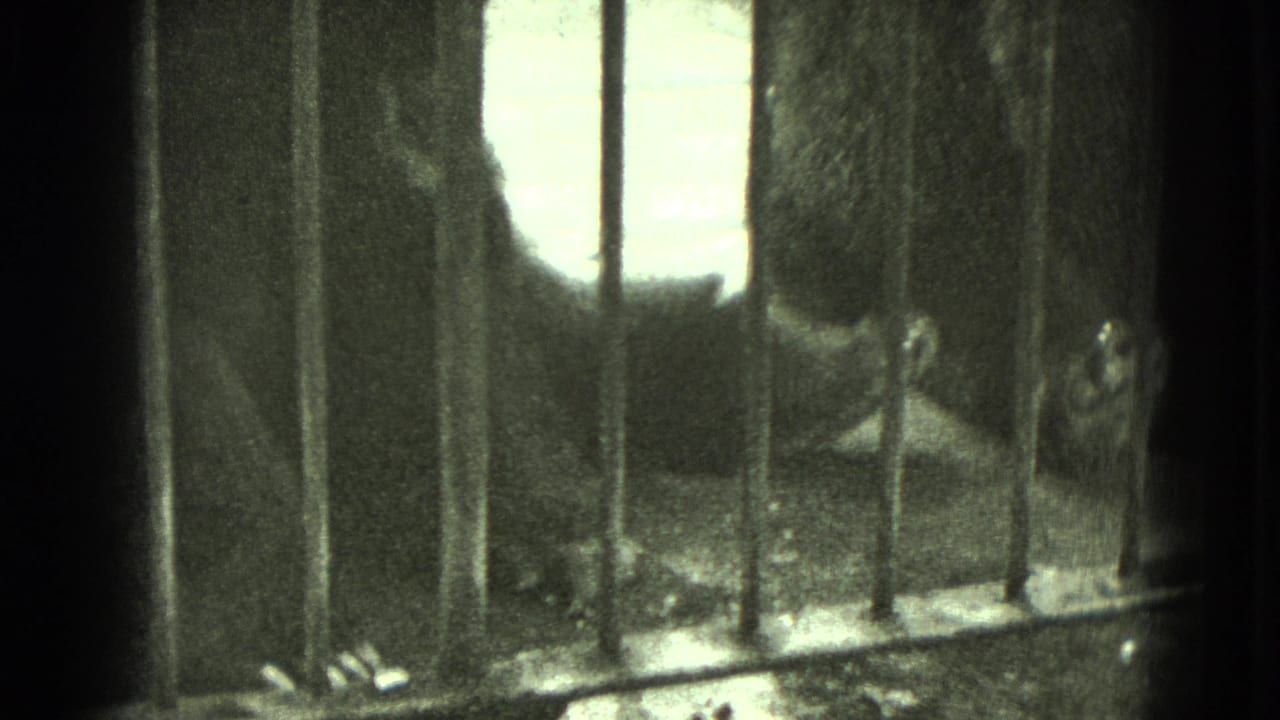 Large shadowed animal form seen through metal bars near a bright opening.