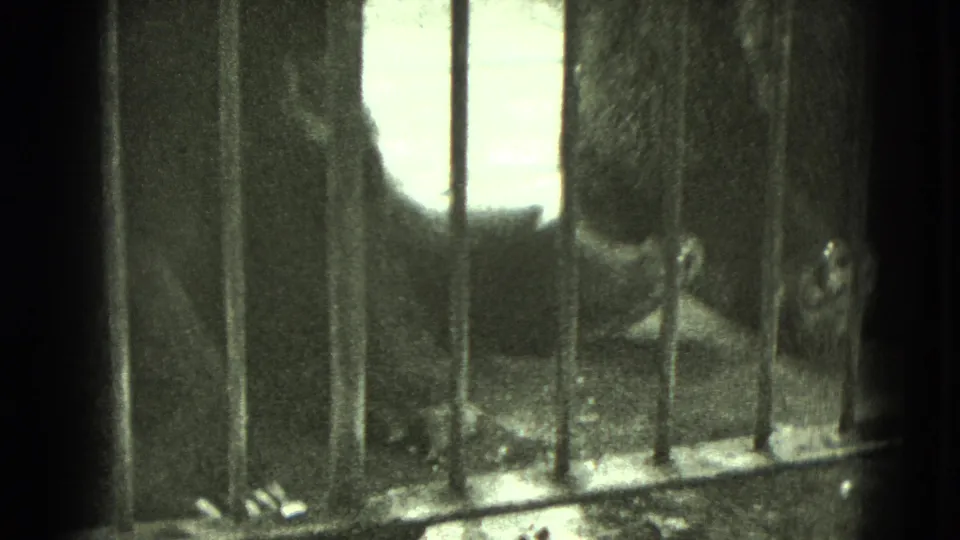 A shadowed animal form appears behind cage bars, with a bright window or opening creating strong contrast in the 1975 8mm frame.