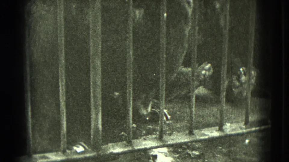 In this Middletown 1975 home-movie frame, a dark animal is partly visible behind vertical bars in a low-light enclosure.