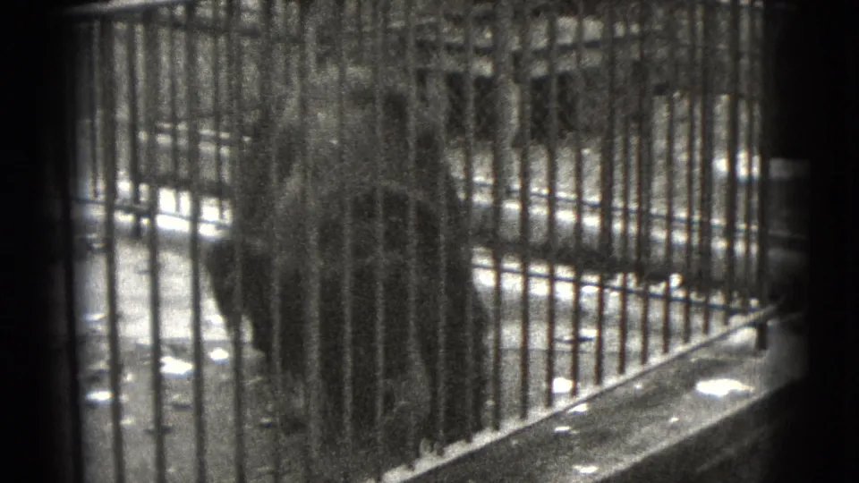 A wider 1975 8mm view shows an indistinct dark animal behind many vertical bars, with bright patches on the enclosure floor.