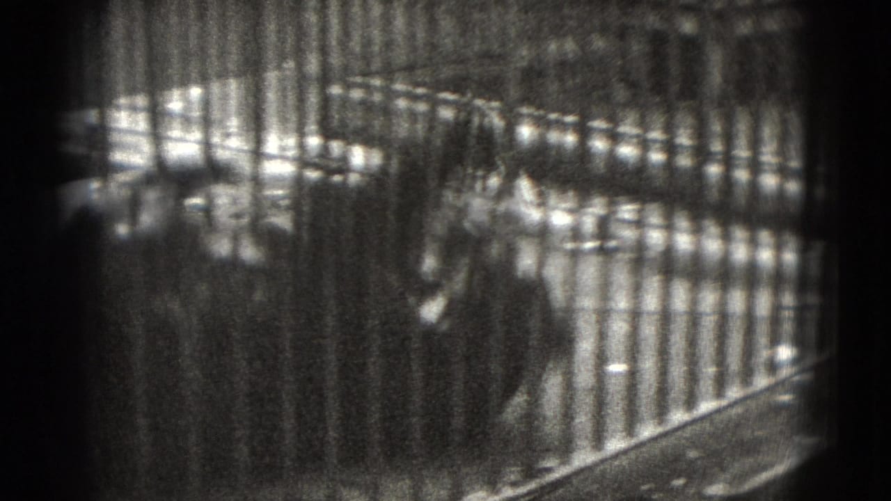 1975 8mm frame from Middletown, Pennsylvania showing a bear partly obscured behind vertical enclosure bars.