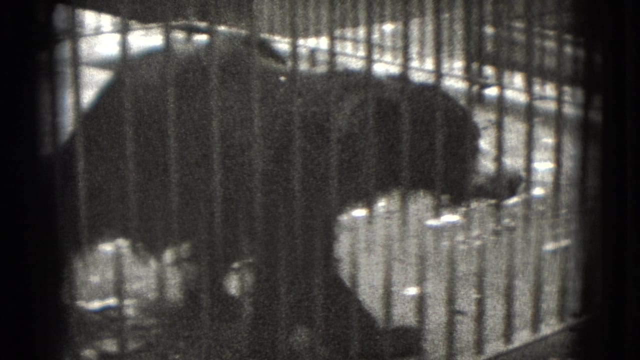 Dark bear form seen in profile behind enclosure bars.