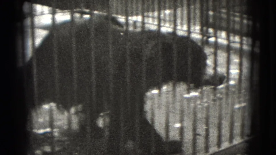 A bear appears in profile behind vertical bars, filmed in soft 8mm focus at a Pennsylvania animal exhibit.