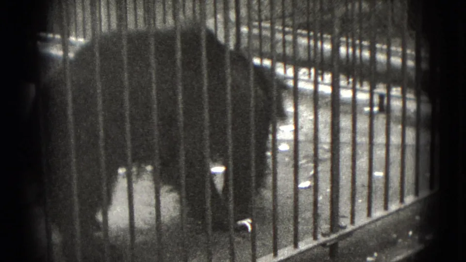 A visitor-shot 8mm view shows the bear partly concealed by dense vertical bars and wet pavement in the enclosure.