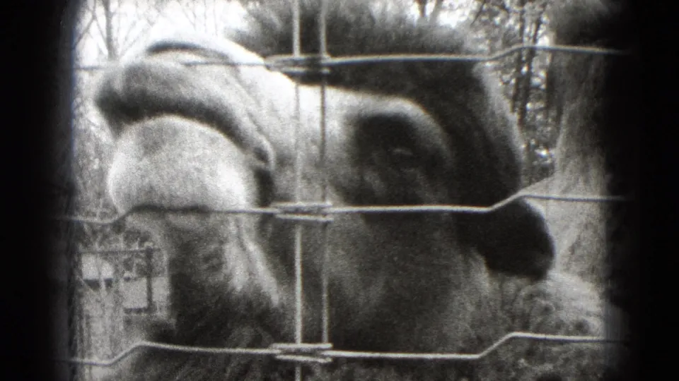 Close 1975 8mm frame of a camel's face behind wire mesh at an animal exhibit in Middletown, Pennsylvania.