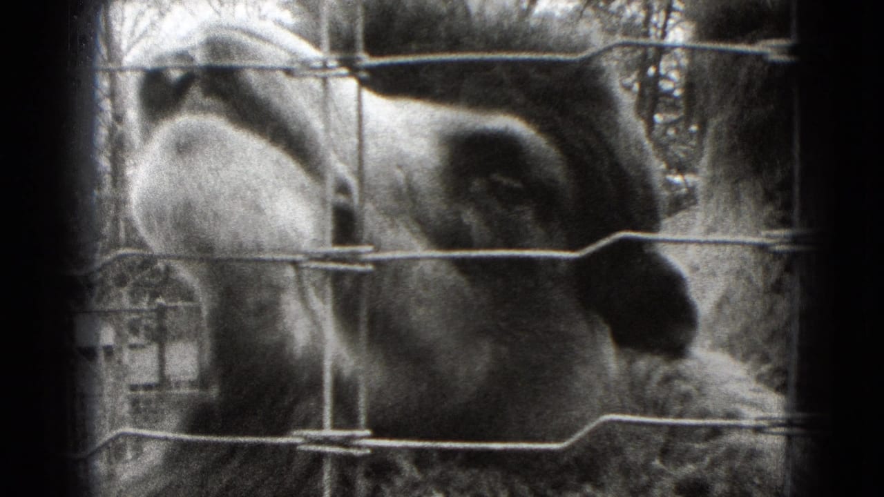 Close-up of a llama pressing near wire mesh in 1975 Middletown, Pennsylvania 8mm home-movie footage.