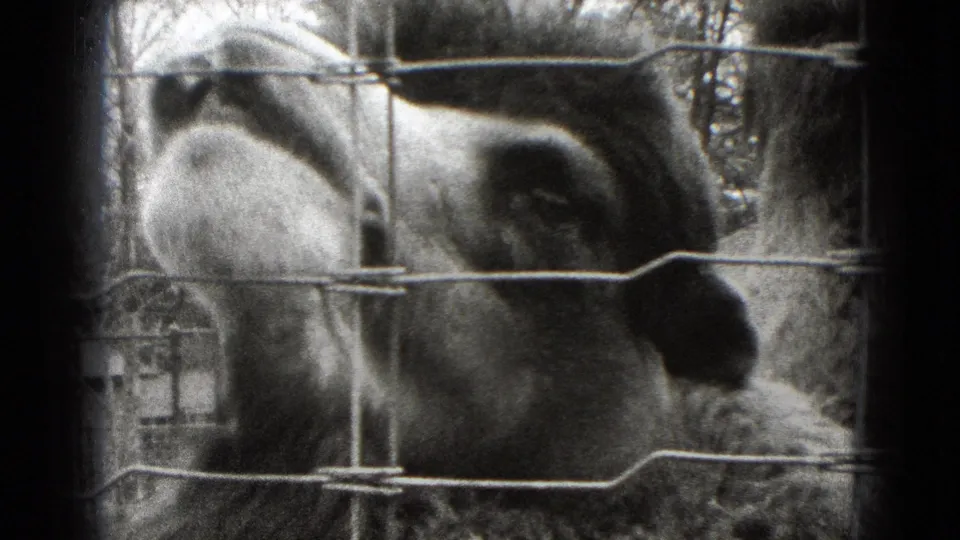 Close-up of a llama pressing near wire mesh in 1975 Middletown, Pennsylvania 8mm home-movie footage.