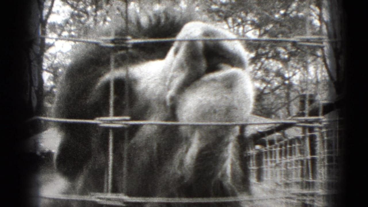 Llama seen from the side behind wire mesh and a metal railing.