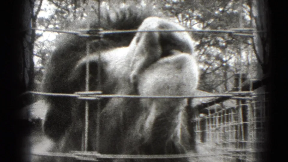 Side view of a llama behind fencing at a rural animal enclosure in 1975 Middletown, Pennsylvania footage.