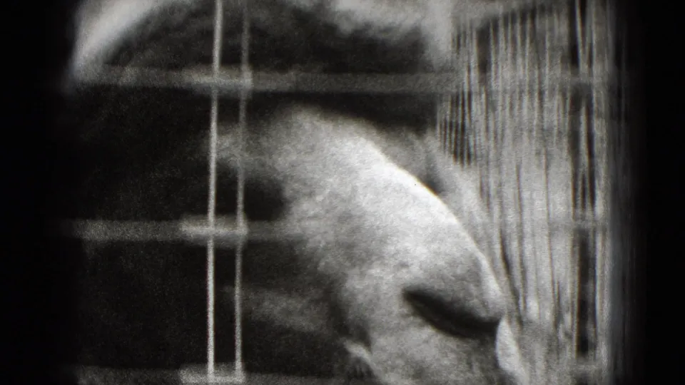 Partial close view of a goat behind vertical enclosure bars in the 1975 Middletown, Pennsylvania home movie.