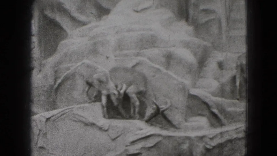 Black-and-white 8mm frame showing goats on a sloped zoo rock formation in the 1975 Middletown, Pennsylvania clip.