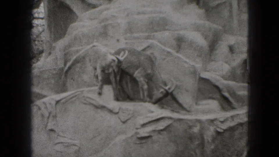 1975 8mm zoo frame from Middletown, Pennsylvania showing a goat on a ledge among artificial rocks and shadowed enclosure edges.
