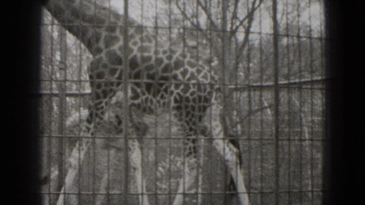 Giraffe standing behind wire fencing with dark vertical bars in the foreground.