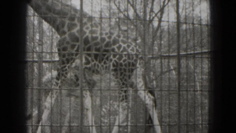 1975 Middletown, Pennsylvania zoo footage showing a giraffe behind wire mesh and dark foreground bars.