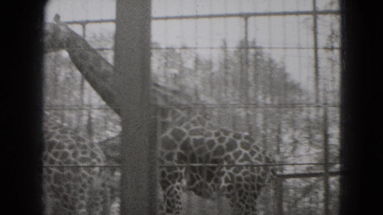 Giraffe in a Middletown, Pennsylvania zoo enclosure, seen through fencing with trees and a building behind it.