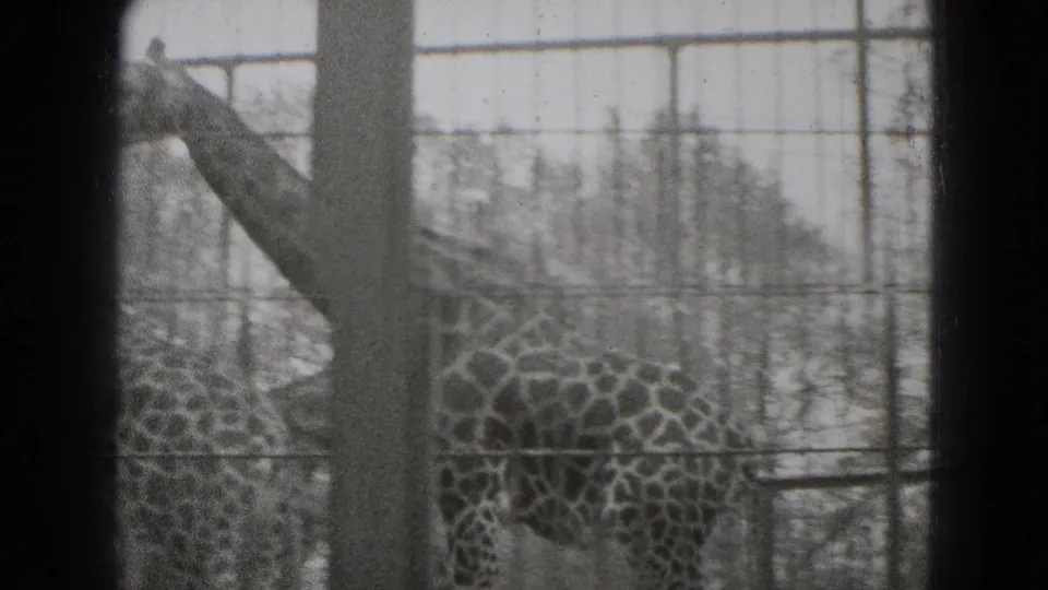 Giraffe in a Middletown, Pennsylvania zoo enclosure, seen through fencing with trees and a building behind it.