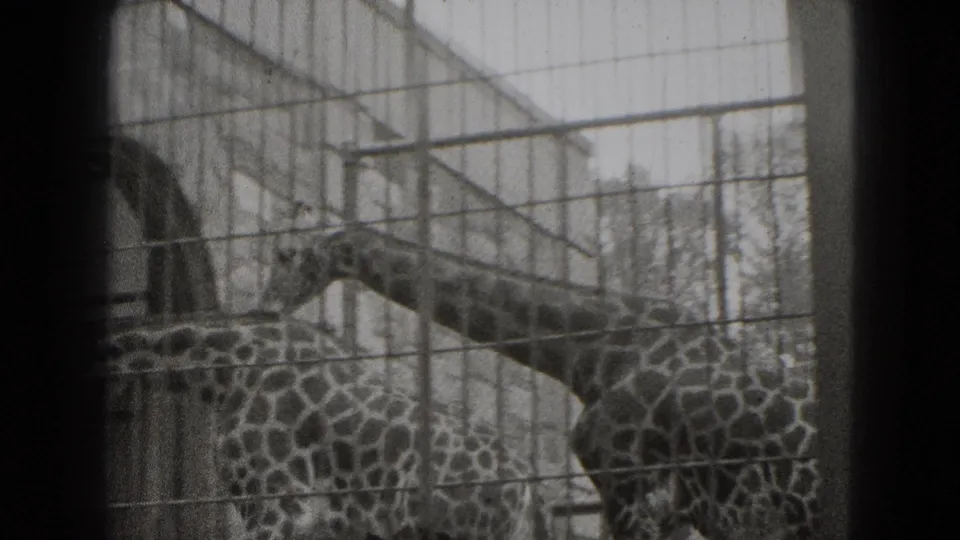 Two giraffes in a 1975 zoo enclosure in Middletown, Pennsylvania, filmed through mesh fencing.