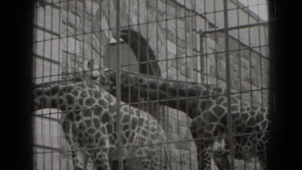 Giraffes stand behind a wire zoo barrier in Middletown, Pennsylvania, with enclosure structures and trees behind them.