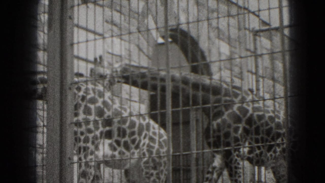 Two giraffes in a Middletown, Pennsylvania zoo or wildlife enclosure stand behind tall wire fencing in 1975 8mm footage.