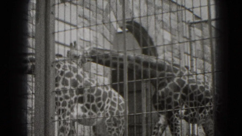 Two giraffes in a Middletown, Pennsylvania zoo or wildlife enclosure stand behind tall wire fencing in 1975 8mm footage.