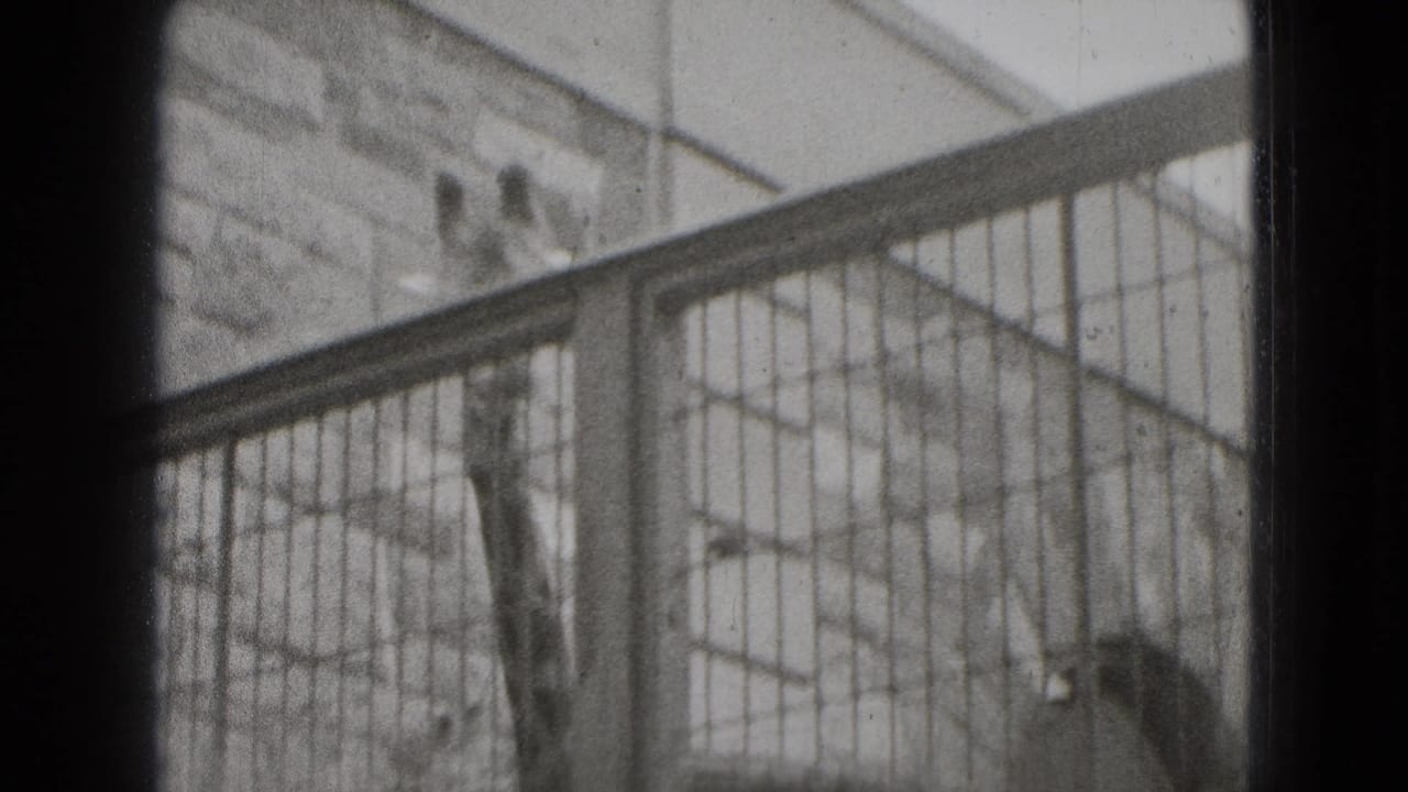 A giraffe neck rises behind wire fencing and metal rails.