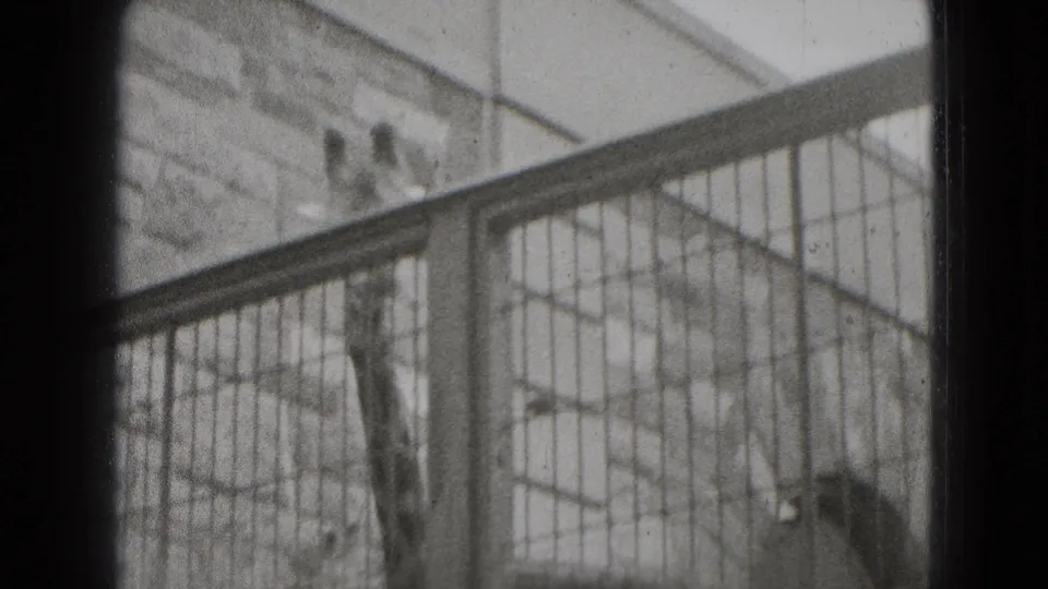 A giraffe extends its neck above the enclosure rail, with wire fencing and a stone wall visible in the 1975 Middletown footage.