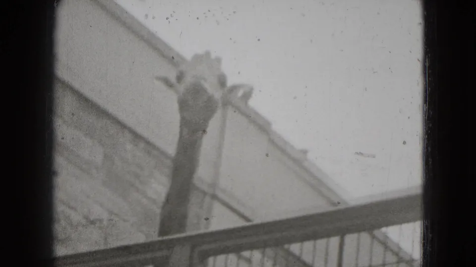 A soft-focused giraffe head and neck rise above a metal rail and stone wall in archival 8mm footage from Middletown, Pennsylvania.