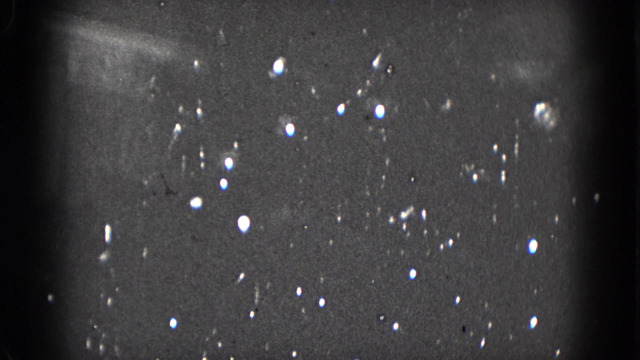Dark grainy frame with scattered bright tree lights and film specks.