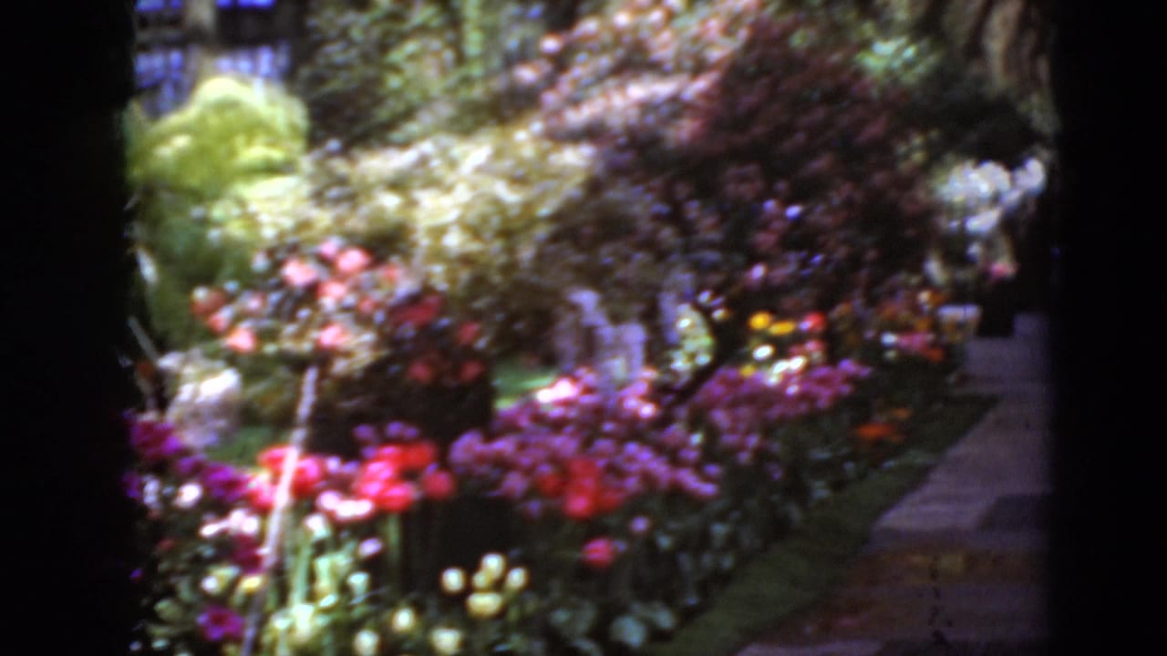 Soft 8mm frame of bright red, pink, and purple flowers with visitors partly visible along a church walkway.