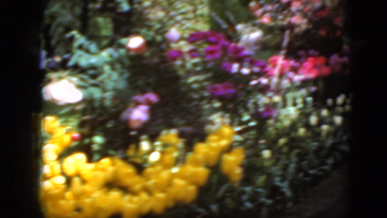 Close view of yellow and pink flower beds near the church grounds, with foliage and dark film edges visible.