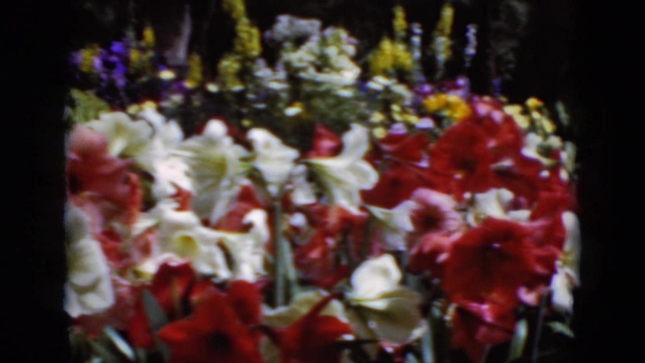 Close 1975 Middletown 8mm view of red and white amaryllis-like flowers with green foliage and soft background blooms.
