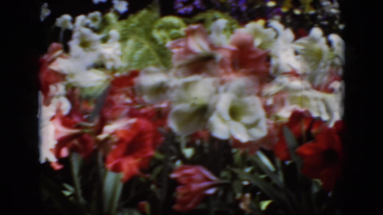 Clustered red, white, and pink flowers appear against dark foliage and film edges.