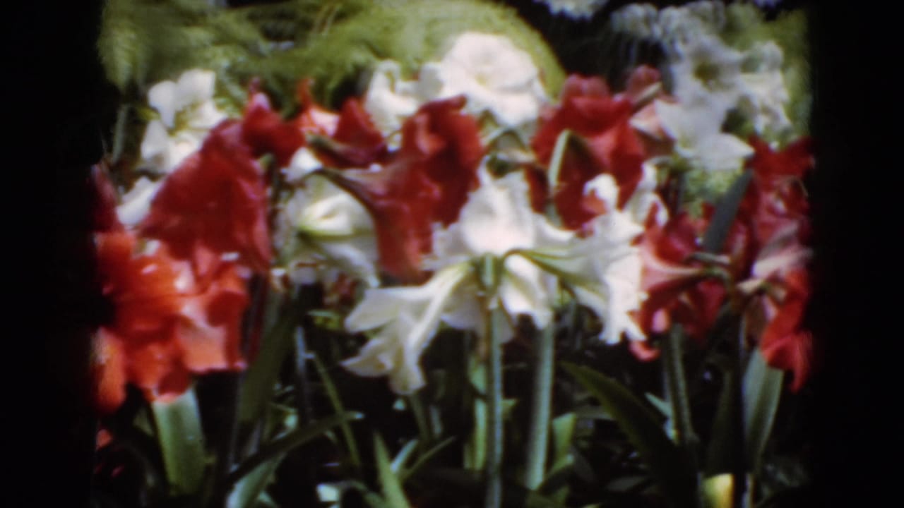Handheld 1975 8mm view of red and white blooms in Middletown, with green stems and a soft garden backdrop.