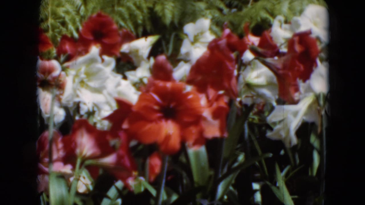 Final 8mm frame of the Middletown floral display, centered on red and white blossoms with green foliage behind.