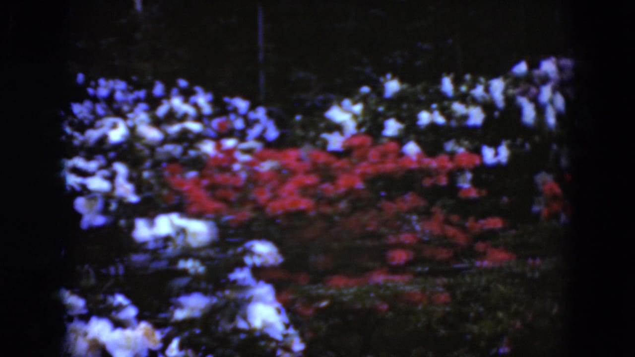 1975 Middletown, Pennsylvania still showing dense red and white greenhouse flowers in saturated Super 8 color.