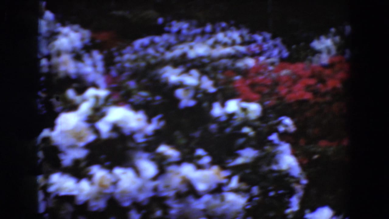 1975 Middletown, Pennsylvania 8mm frame showing white flower clusters and red blooms in a shaded garden bed.