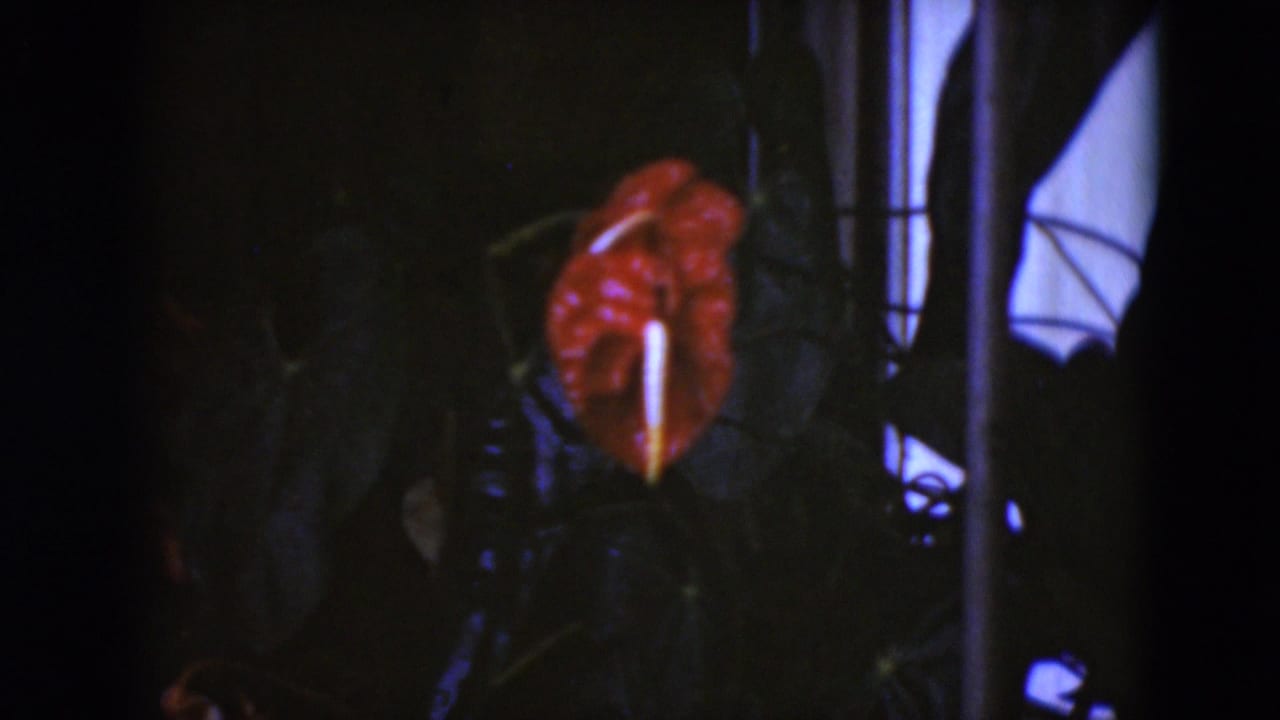 Red anthurium-like flower against dark leaves and vertical garden shapes.