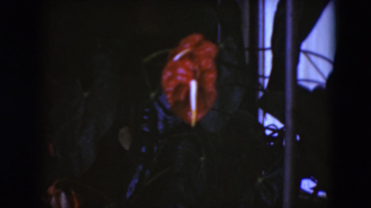 1975 Middletown, Pennsylvania 8mm frame holding on a red anthurium-like flower in a dim leafy garden setting.