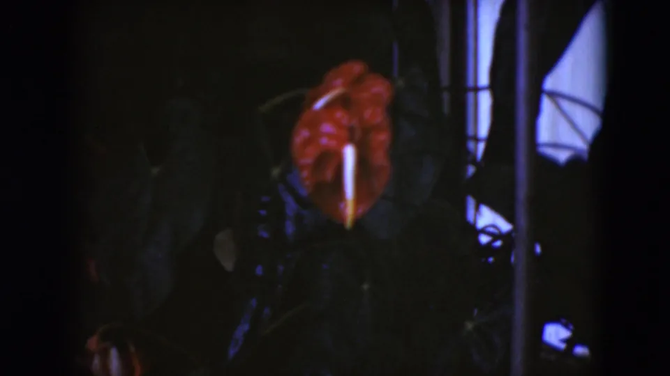 1975 Middletown, Pennsylvania 8mm frame holding on a red anthurium-like flower in a dim leafy garden setting.