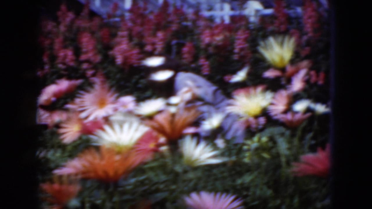 1975 Middletown, Pennsylvania 8mm frame showing mixed garden flowers in yellow, orange, pink, and red tones.