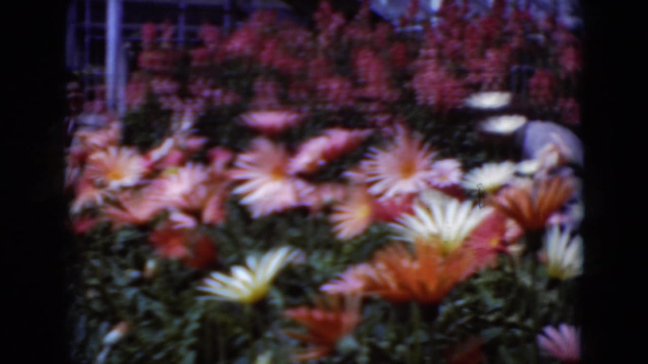 1975 Middletown greenhouse scene with soft-focus pink, orange, and white daisies and a partly obscured visitor behind the flowers.
