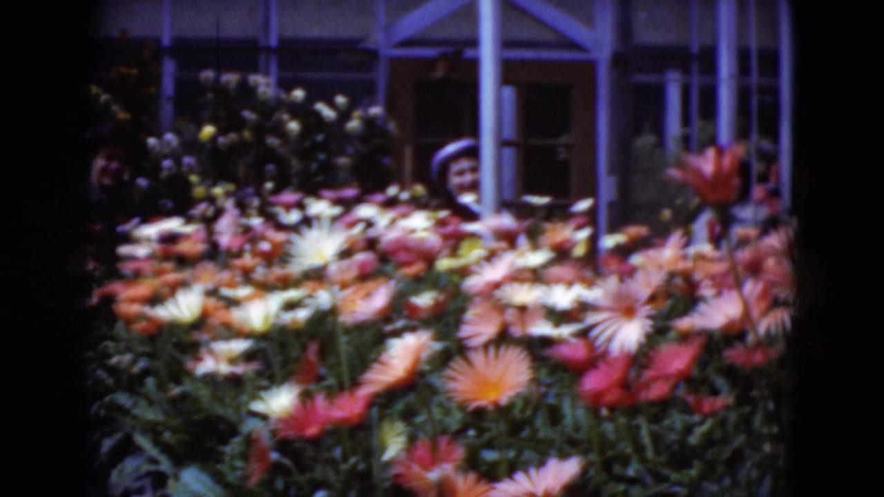 Soft 8mm frame of a young woman behind dense rows of orange and white greenhouse flowers in Middletown, Pennsylvania.