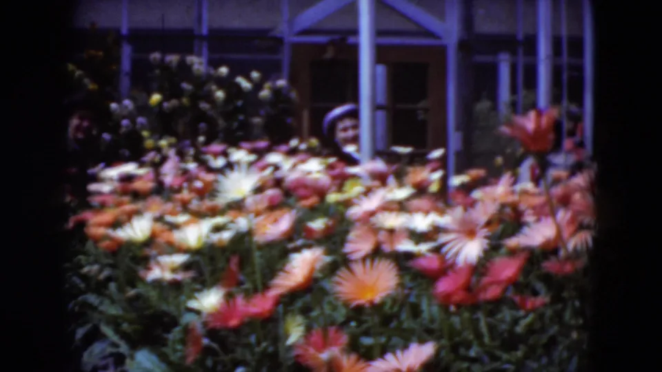 Soft 8mm frame of a young woman behind dense rows of orange and white greenhouse flowers in Middletown, Pennsylvania.