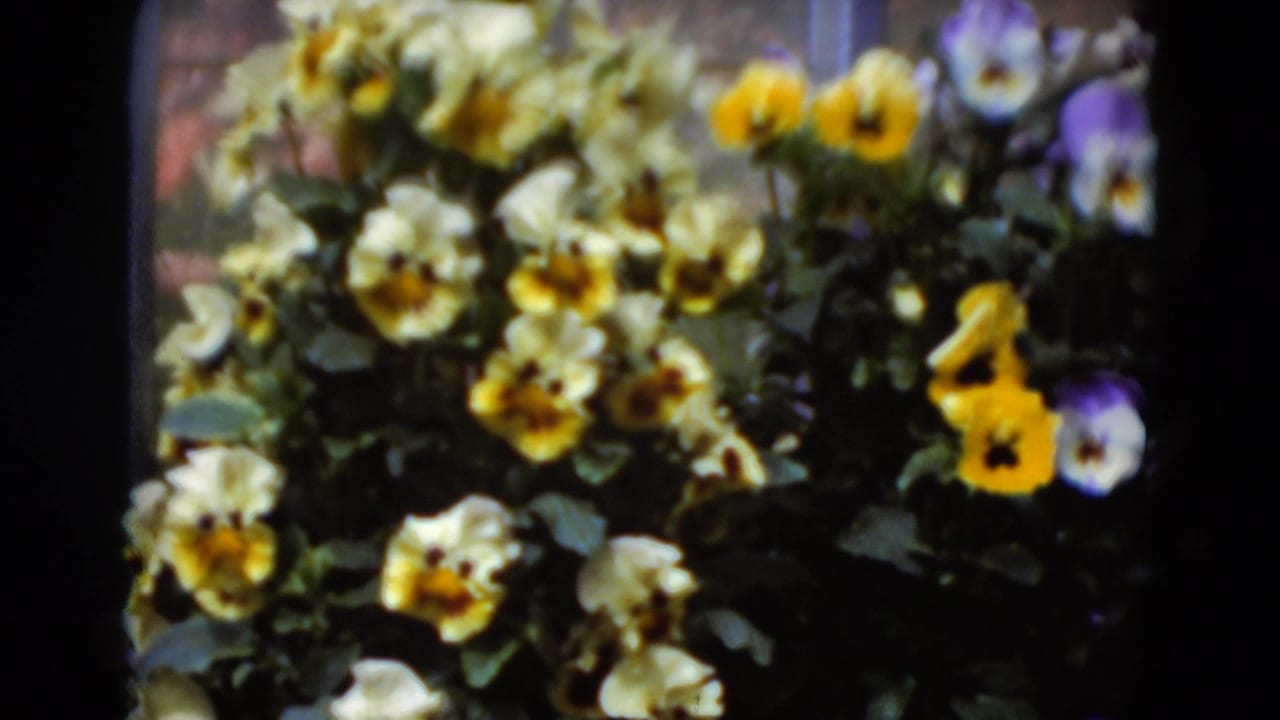Close 1975 8mm view of yellow, cream, and purple pansies in a greenhouse flower bed in Middletown, Pennsylvania.