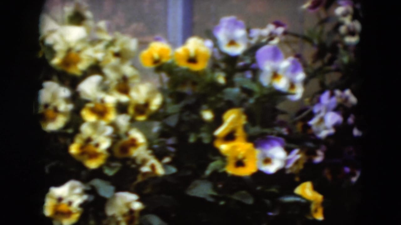 Soft 1975 8mm frame from Middletown, Pennsylvania showing yellow, white, and purple pansies clustered by a window edge.