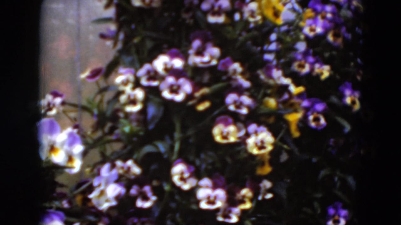 Dense cluster of purple, white, and yellow pansies beside a dark vertical frame.